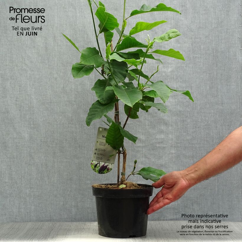 Magnolia x brooklynensis Black Beauty 2L/3L pot sample as delivered in summer