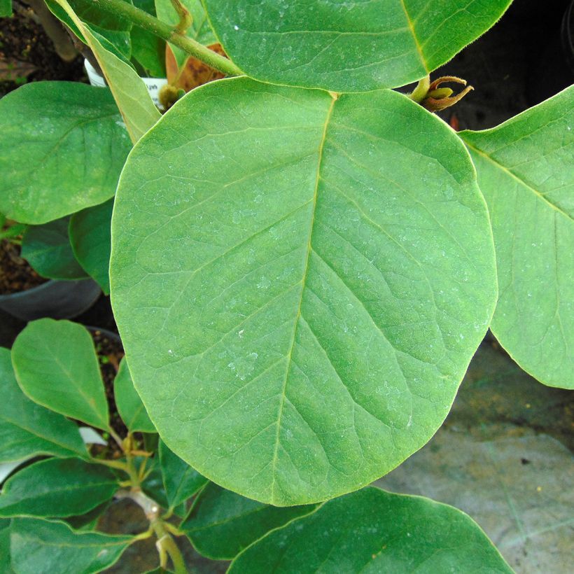 Magnolia Black Tulip Jurmag1 (Foliage)