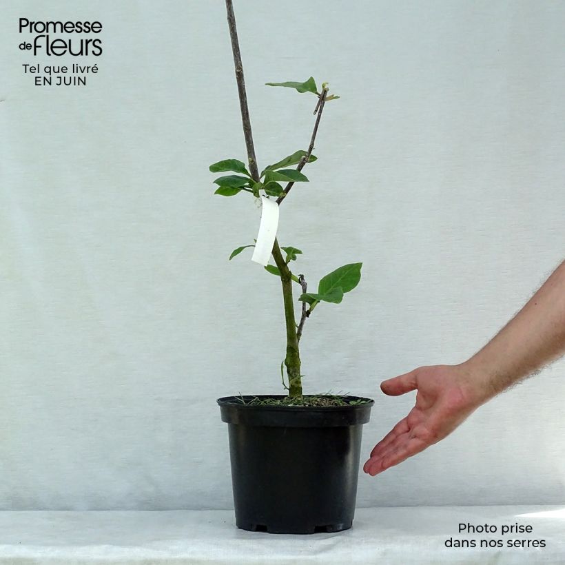 Magnolia Black Tulip Jurmag1 4L/5L pot sample as delivered in summer
