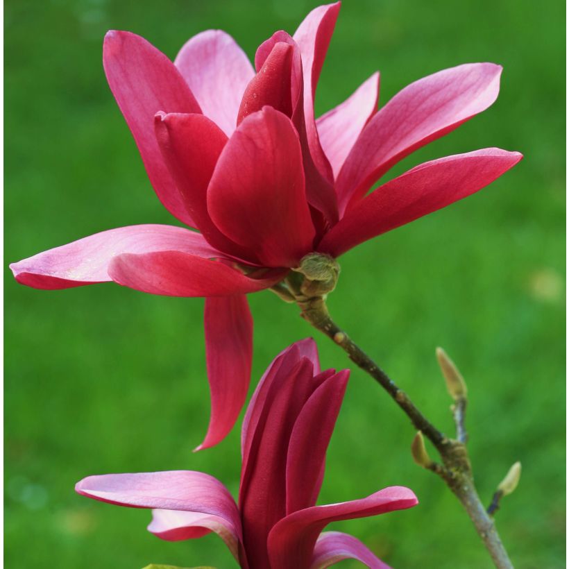Magnolia Burgundy Star Jurmag4 (Flowering)