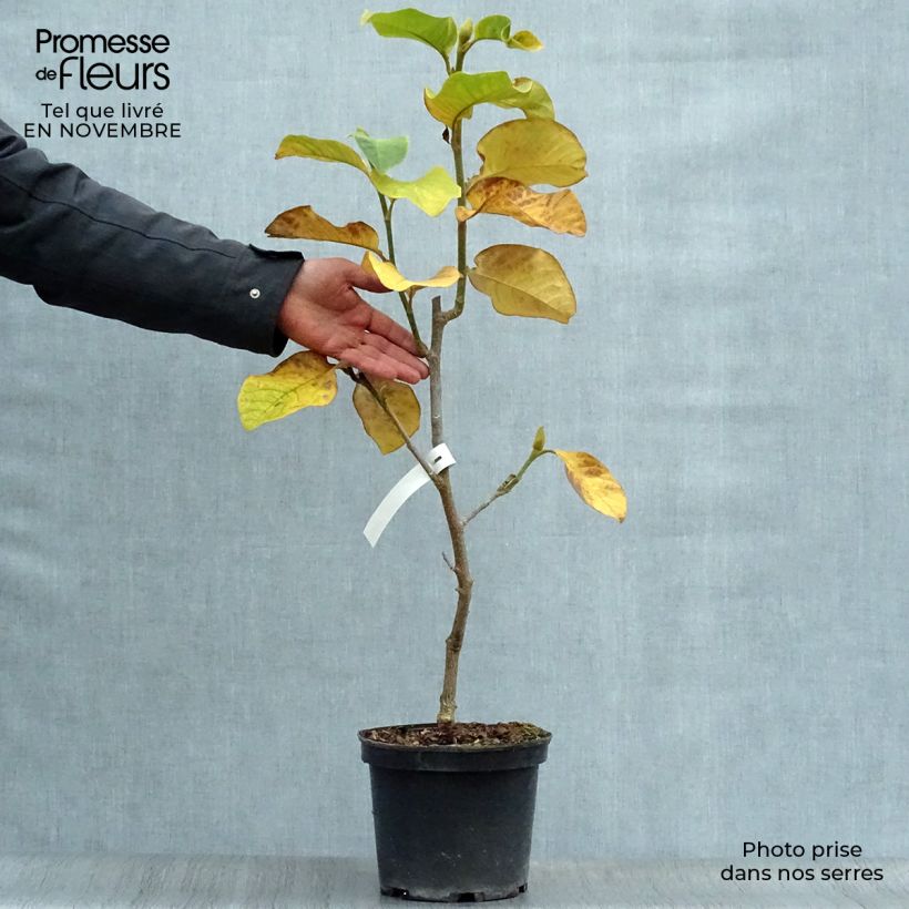 Magnolia Burgundy Star Jurmag4 4L/5L pot sample as delivered in autumn