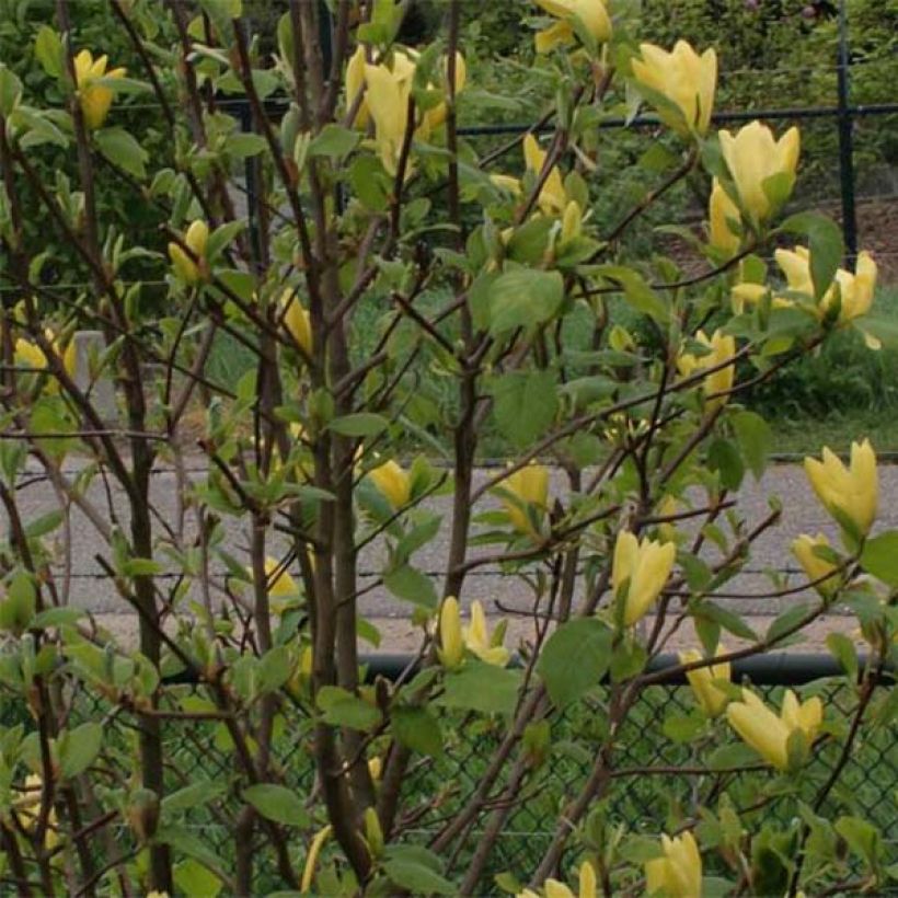 Magnolia  acuminata Daphne (Foliage)