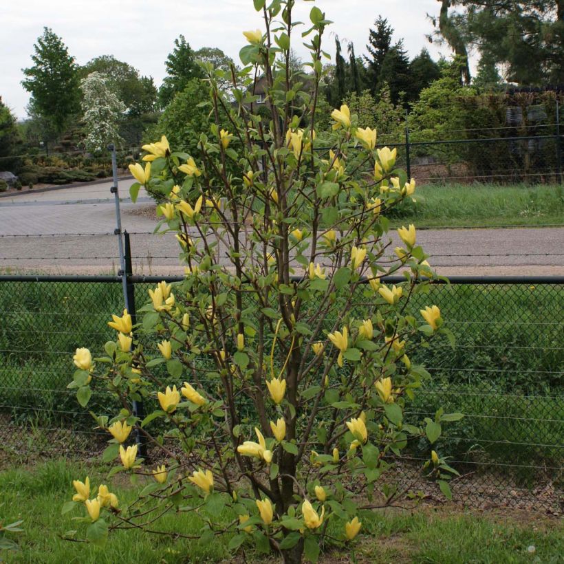 Magnolia  acuminata Daphne (Plant habit)