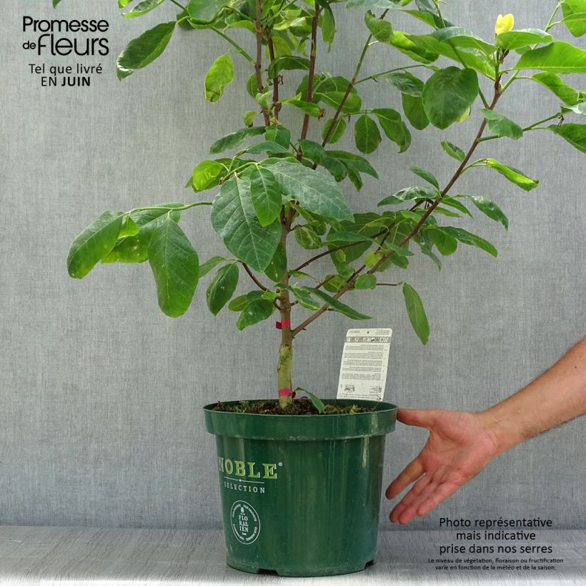 Magnolia  acuminata Daphne 4L/5L pot sample as delivered in summer