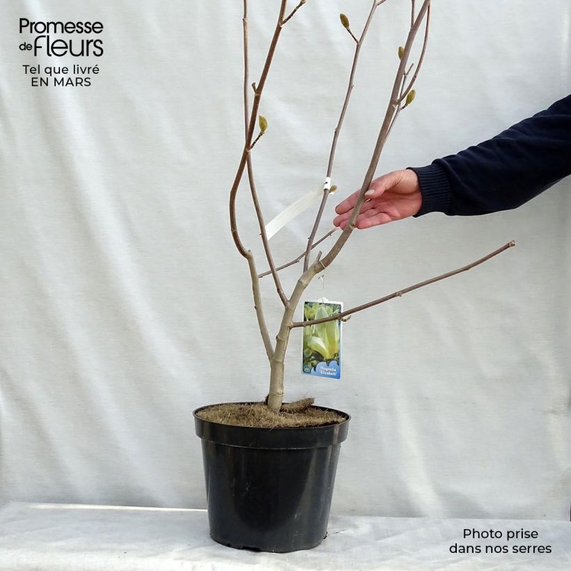 Magnolia Elizabeth 7.5L/10L pot sample as delivered in spring