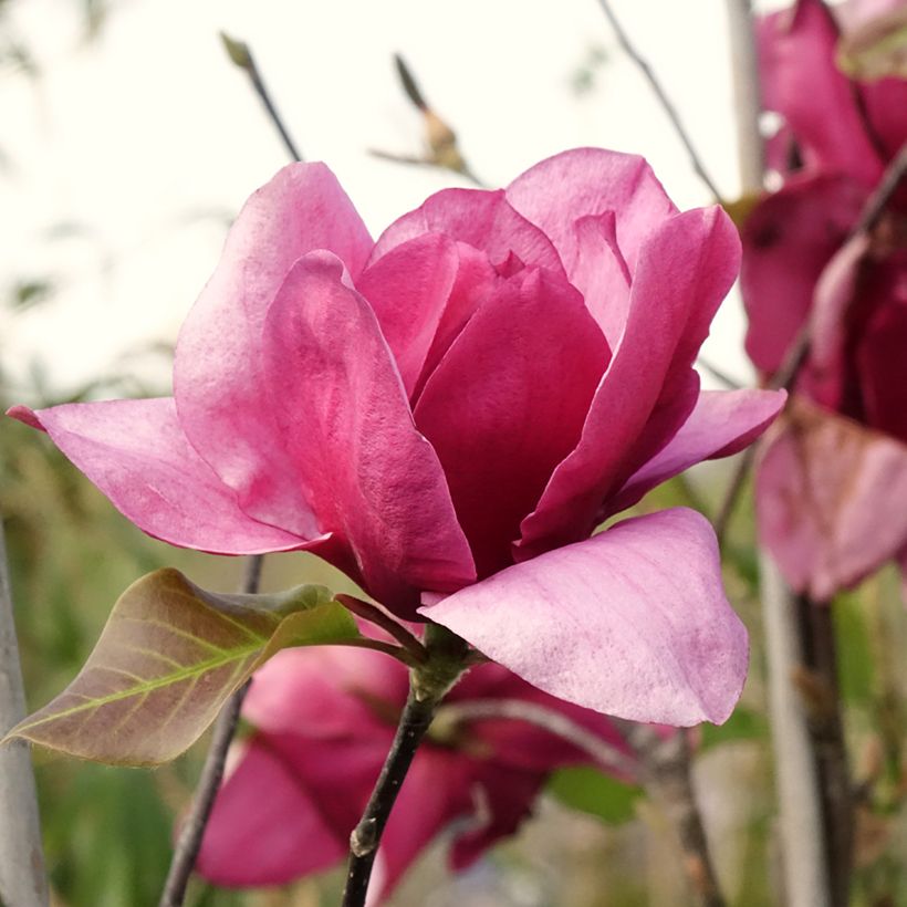 Magnolia soulangeana Emperor (Flowering)