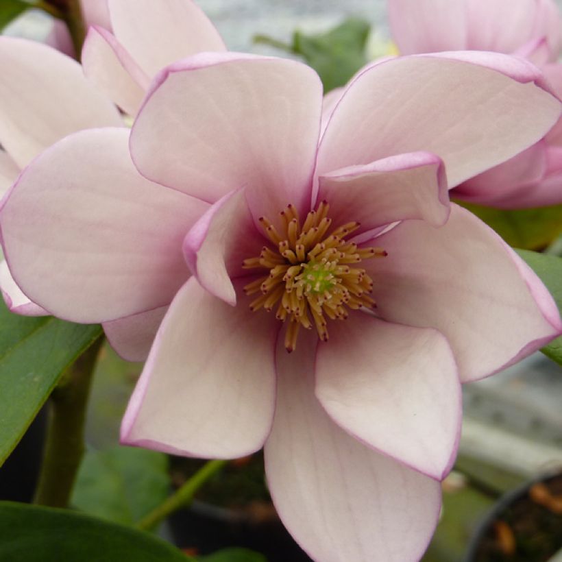 Magnolia Fairy Blush - Michelia hybrid (Flowering)