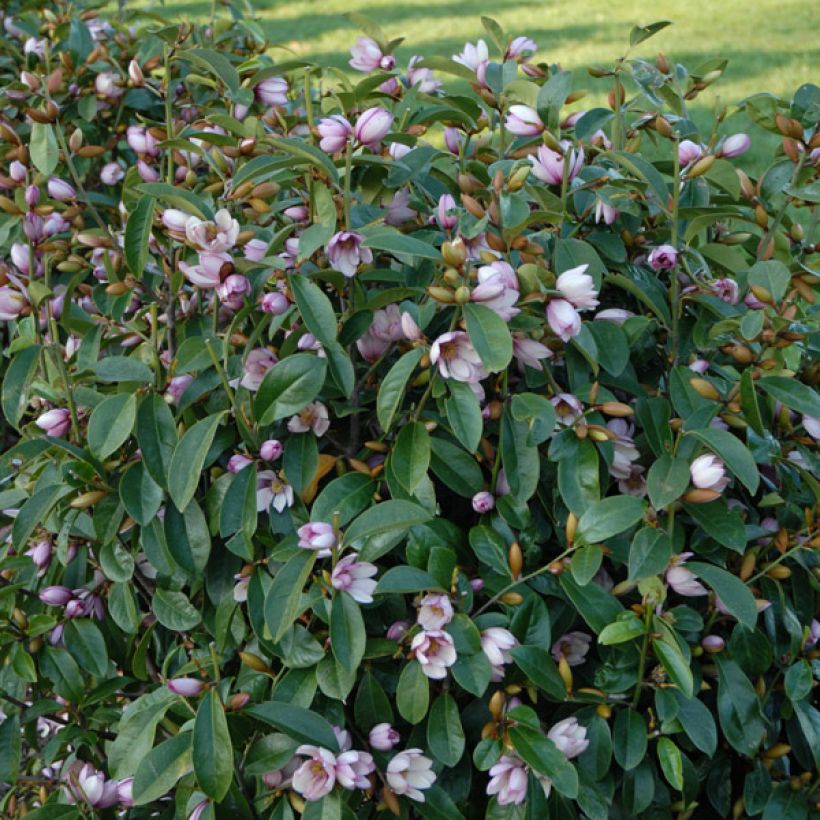 Magnolia Fairy Blush - Michelia hybrid (Plant habit)