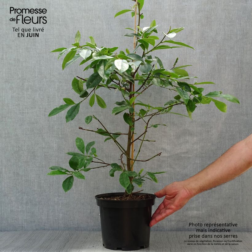 Magnolia Fairy Blush - Michelia hybrid 4L/5L pot sample as delivered in summer