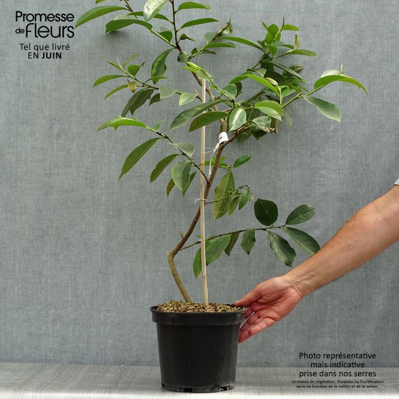 Magnolia Fairy White 4L/5L pot sample as delivered in summer