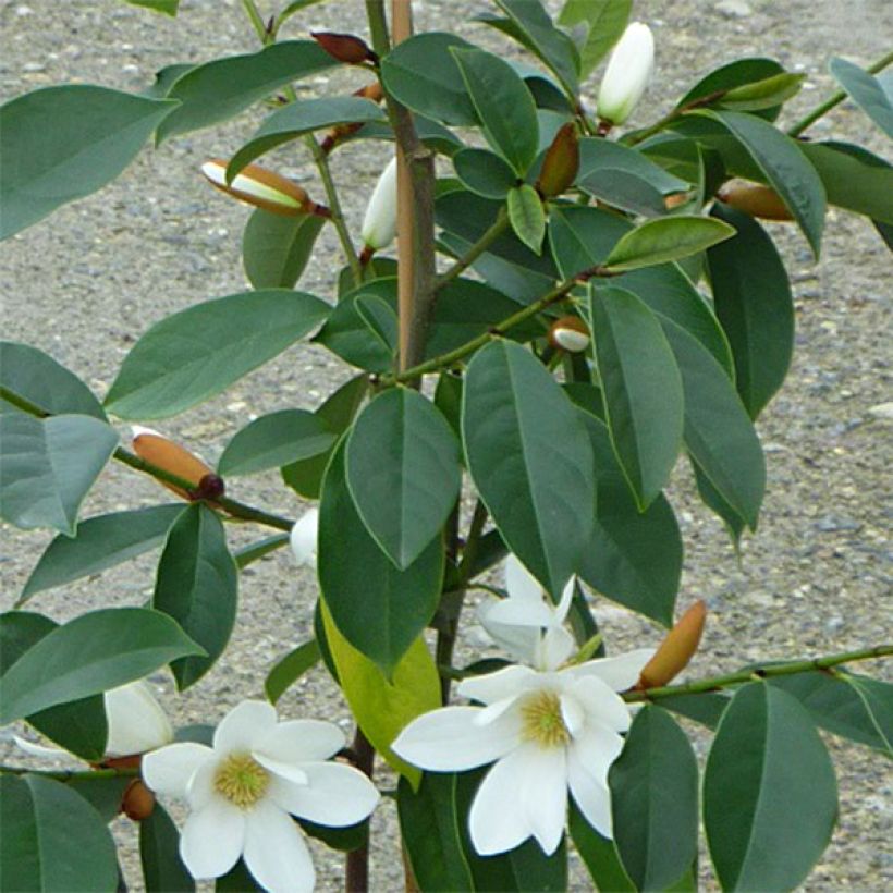 Magnolia Fairy White (Foliage)