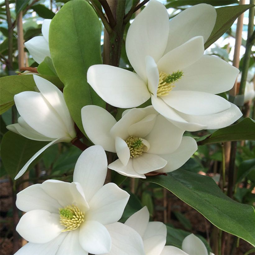 Magnolia Fairy White (Flowering)