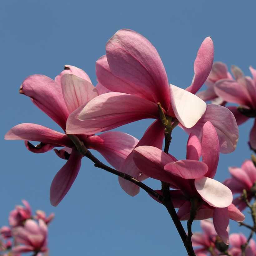 Magnolia Galaxy (Flowering)