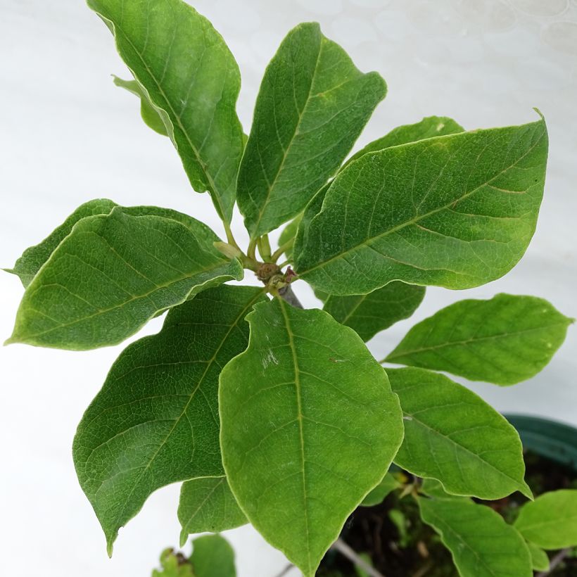 Magnolia Genie (Foliage)