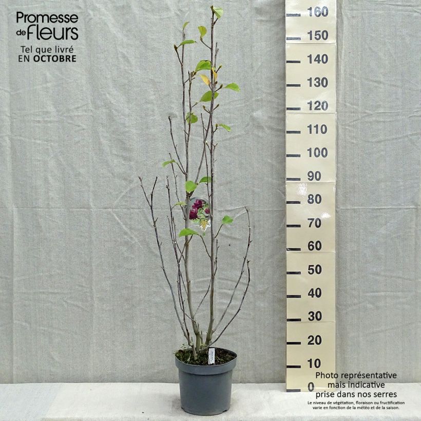 Magnolia Genie 4L/5L pot sample as delivered in autumn