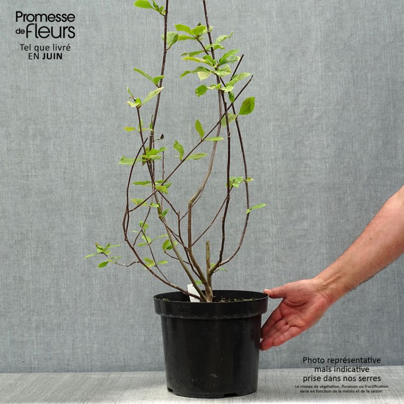 Magnolia Genie 4L/5L pot sample as delivered in spring
