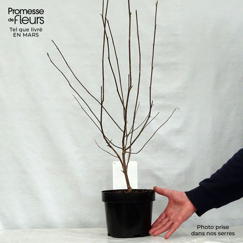 Magnolia George Henry Kern 3L/4L pot sample as delivered in spring