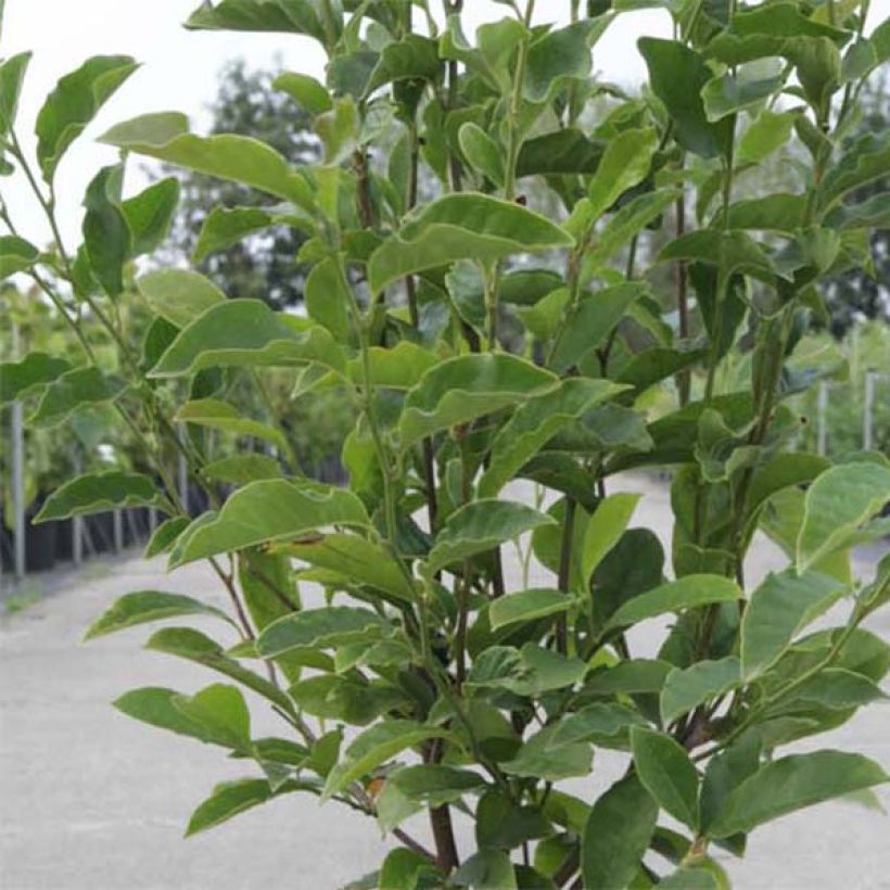 Magnolia George Henry Kern (Foliage)