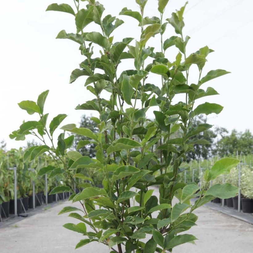 Magnolia George Henry Kern (Plant habit)