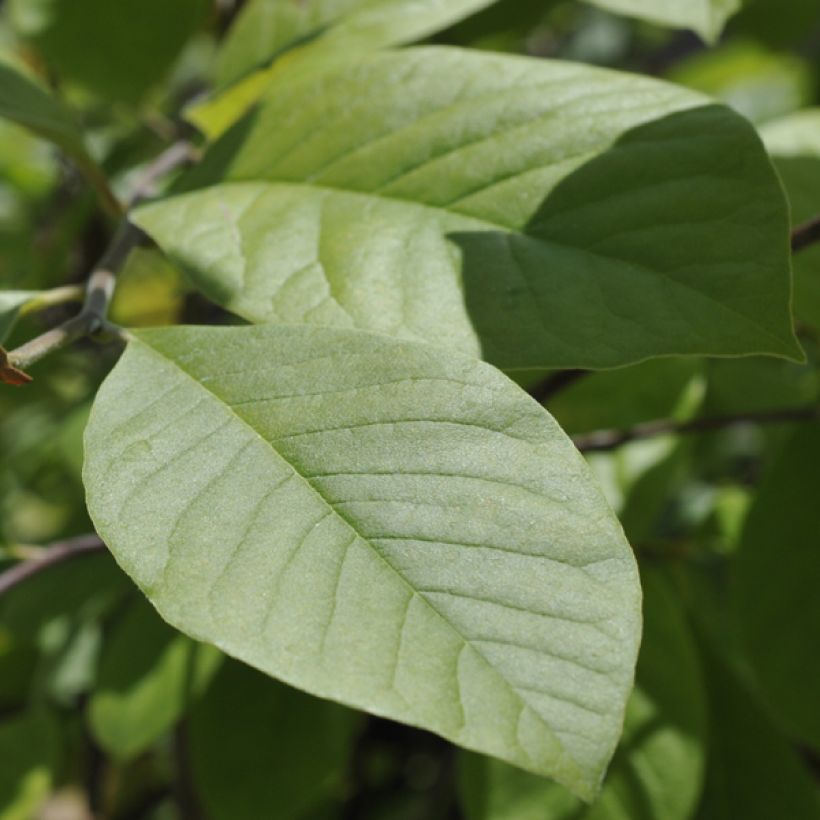 Magnolia  stellata Gold Star (Foliage)