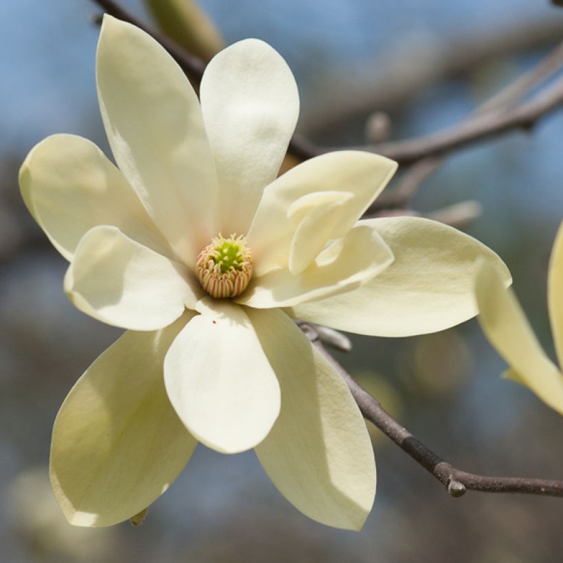 Magnolia  stellata Gold Star (Flowering)