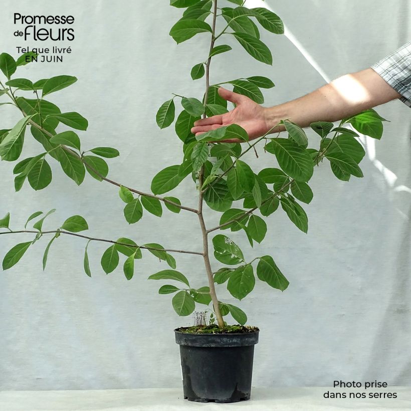 Magnolia  stellata Gold Star 4L/5L pot sample as delivered in summer