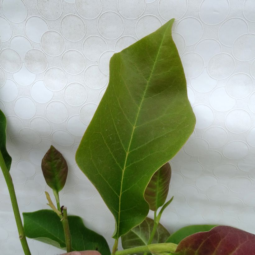 Magnolia Heaven Scent (Foliage)