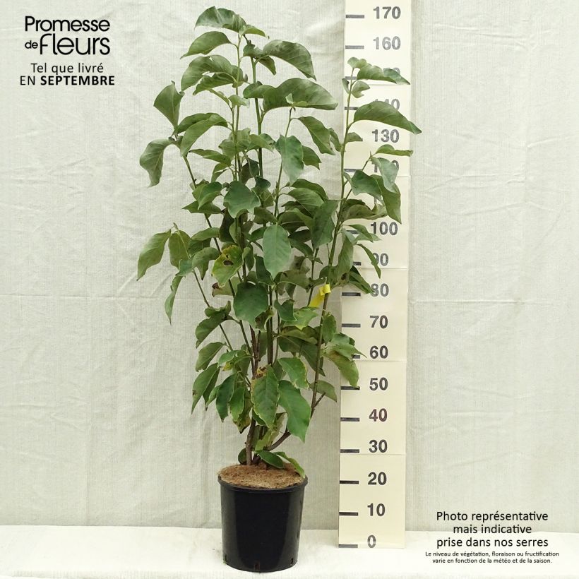 Magnolia Heaven Scent 7.5L/10L pot sample as delivered in autumn