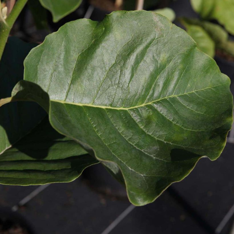 Magnolia Honey Tulip (Foliage)