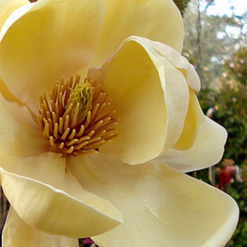 Magnolia Honey Tulip (Flowering)