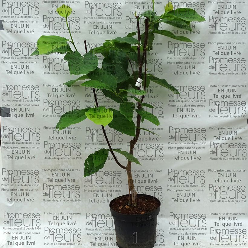Example of Magnolia Honey Tulip 4L/5L pot specimen as delivered