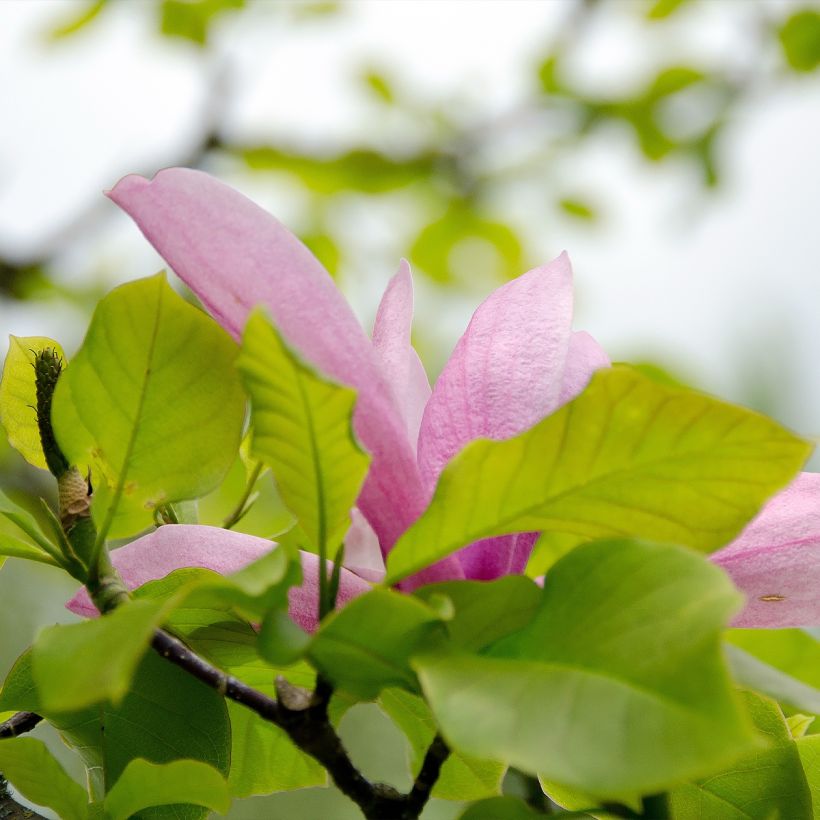Magnolia x denudata Iolanthe (Foliage)