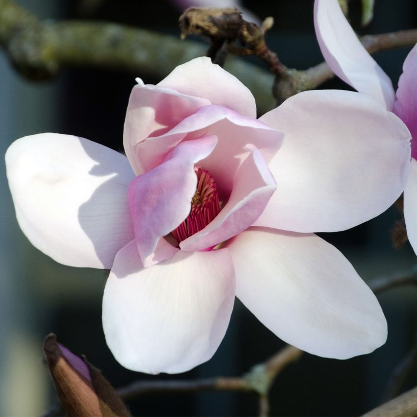 Magnolia x denudata Iolanthe (Flowering)