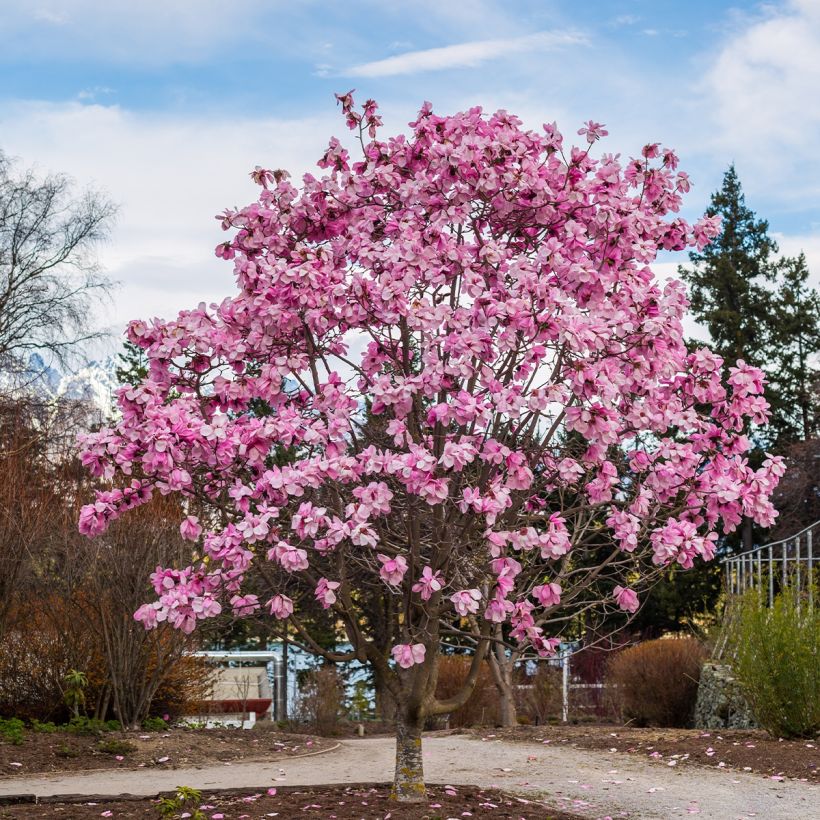 Magnolia x denudata Iolanthe (Plant habit)