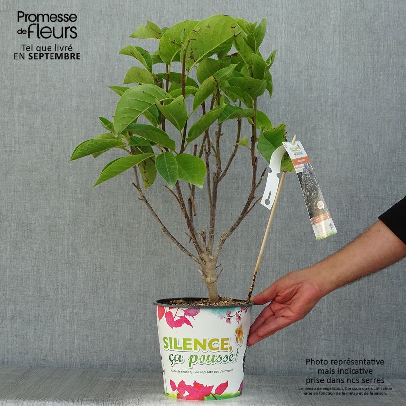 Magnolia Manchu Fan 4L/5L pot sample as delivered in summer