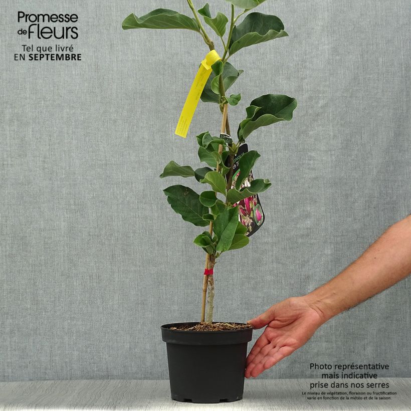 Magnolia March Till Frost 2L/3L pot sample as delivered in autumn