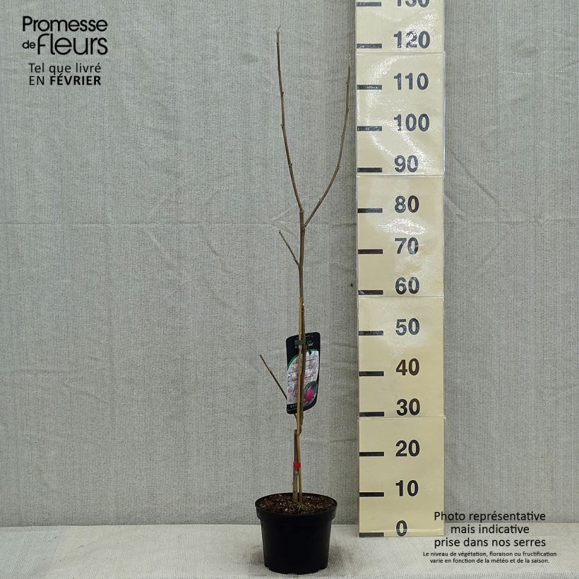 Magnolia March Till Frost 2L/3L pot sample as delivered in winter