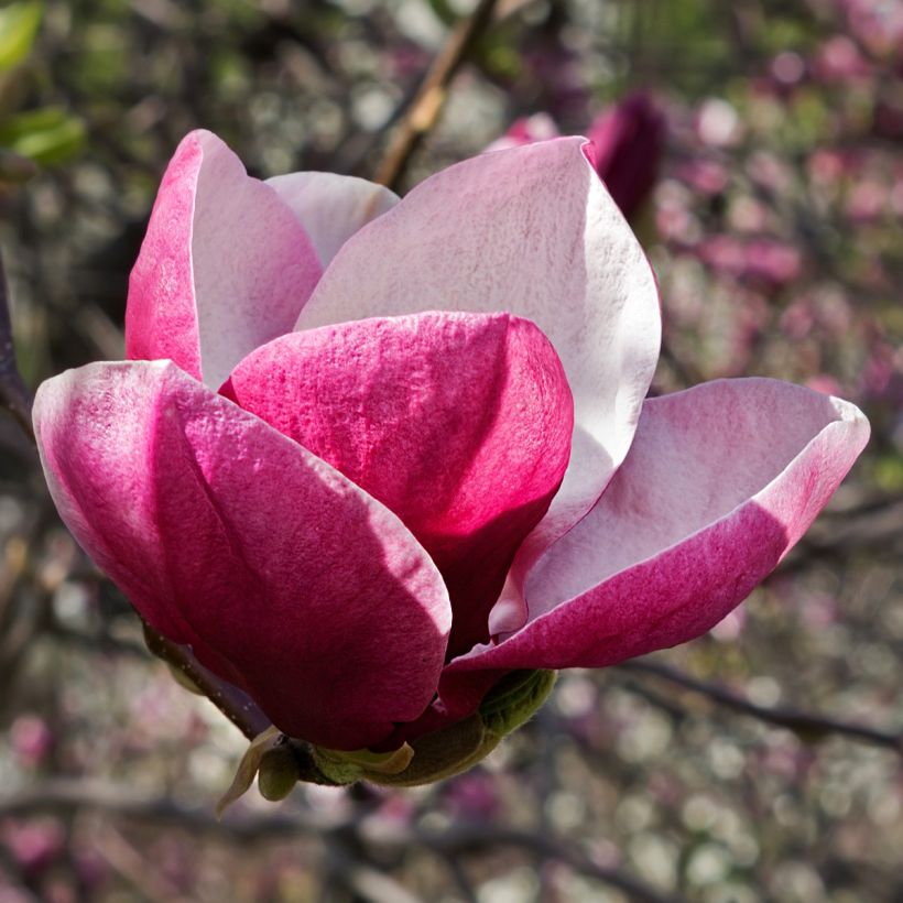 Magnolia March Till Frost (Flowering)