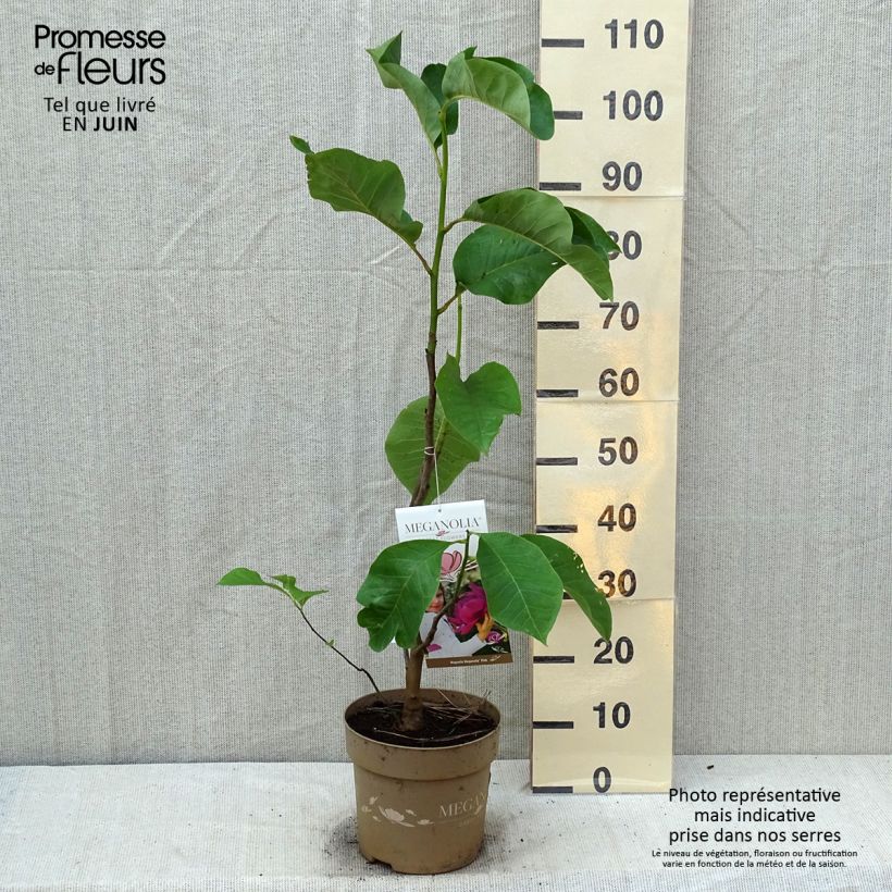 Magnolia soulangeana Meganolia 6L/7L pot sample as delivered in summer