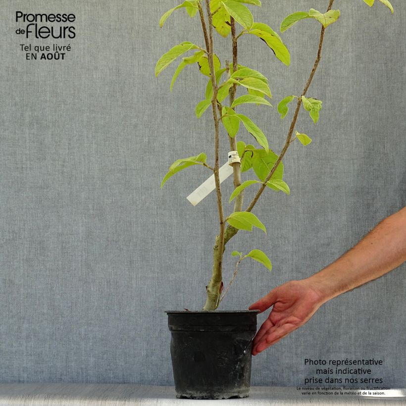Magnolia Star Wars 4L/5L pot sample as delivered in summer