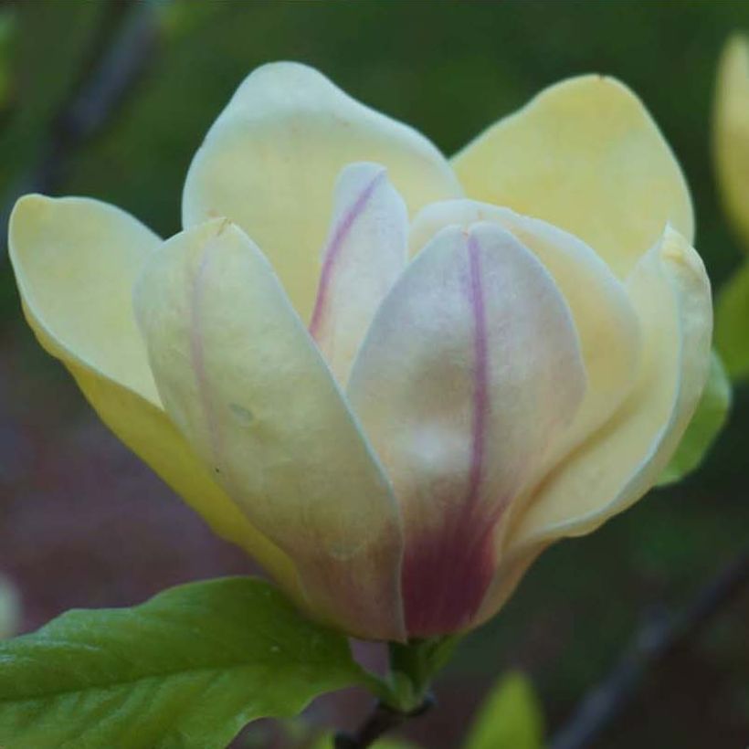 Magnolia x brooklynensis Sunsation (Flowering)