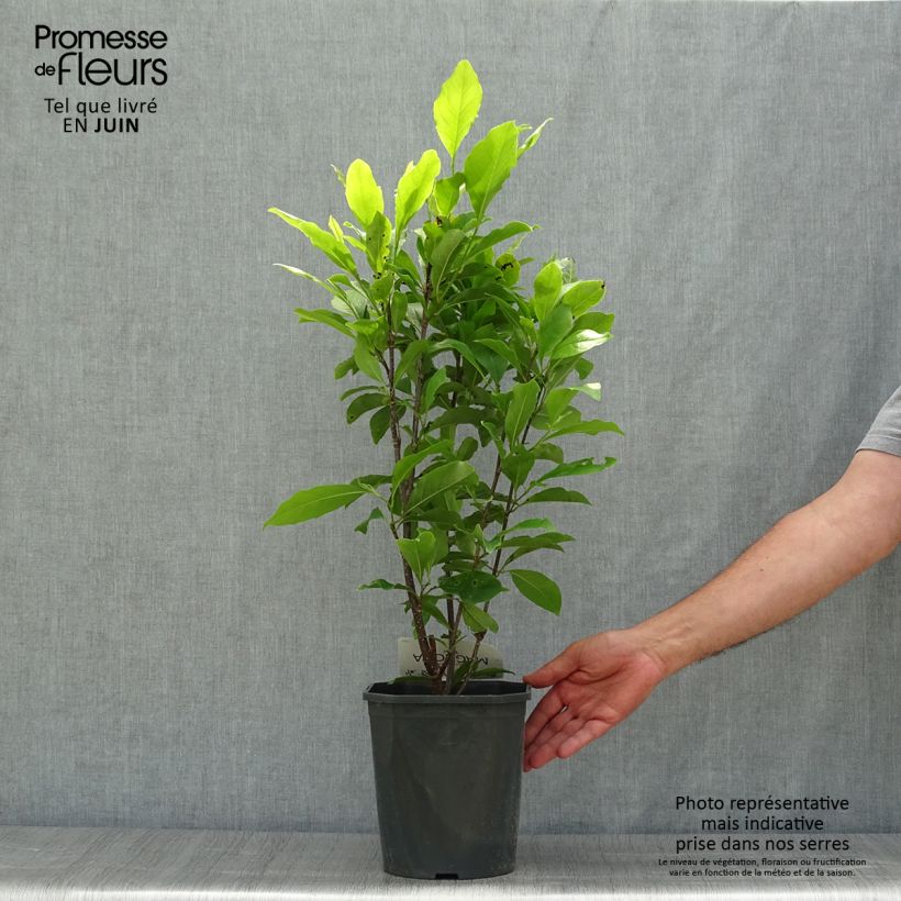 Magnolia Susan 3L/4L pot sample as delivered in summer