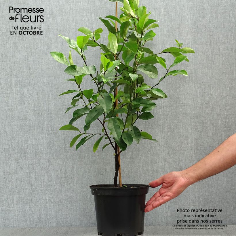 Magnolia White Caviar 3L/4L pot sample as delivered in autumn