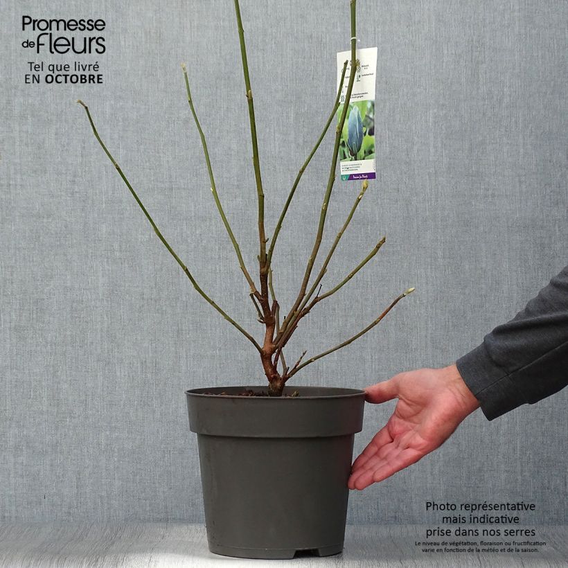 Magnolia acuminata Blue Baby 6L/7L pot sample as delivered in autumn