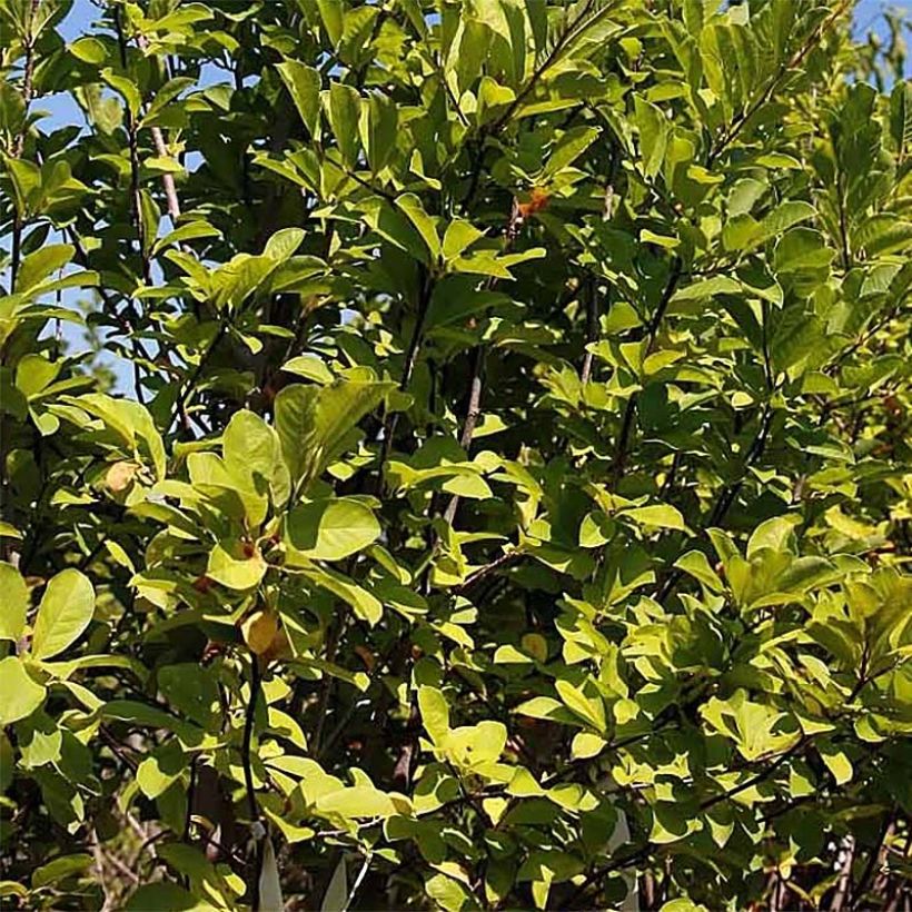 Magnolia  acuminata Butterflies (Foliage)