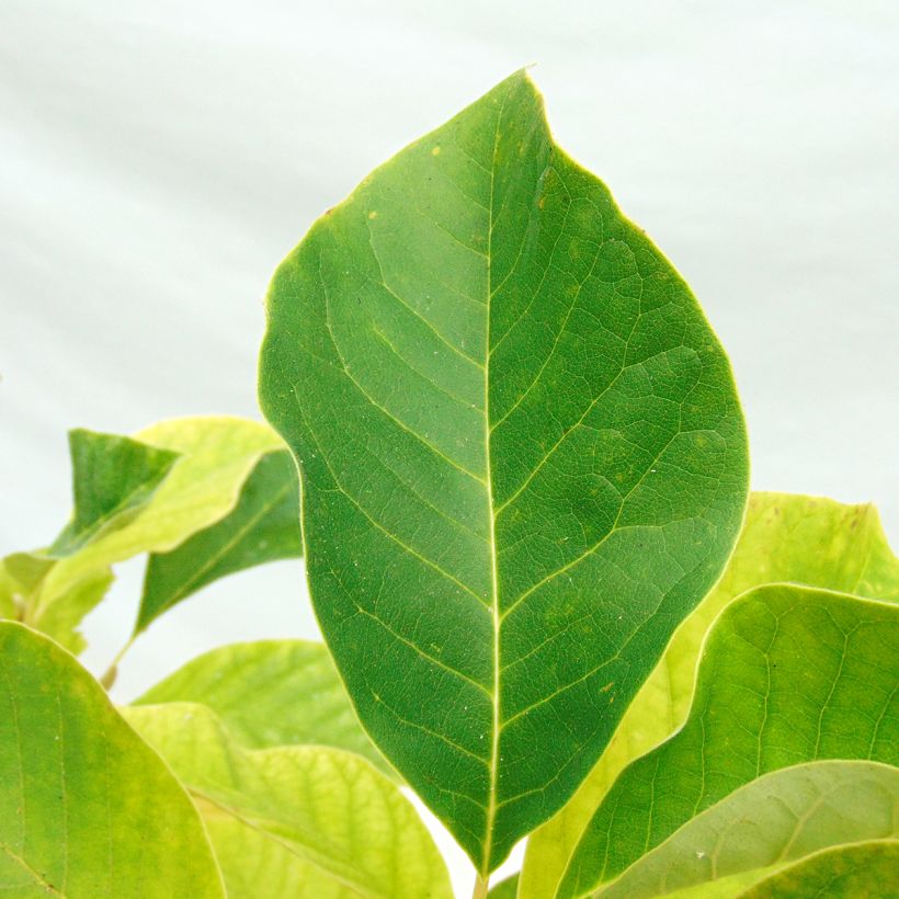 Magnolia brooklynensis Evamaria (Foliage)