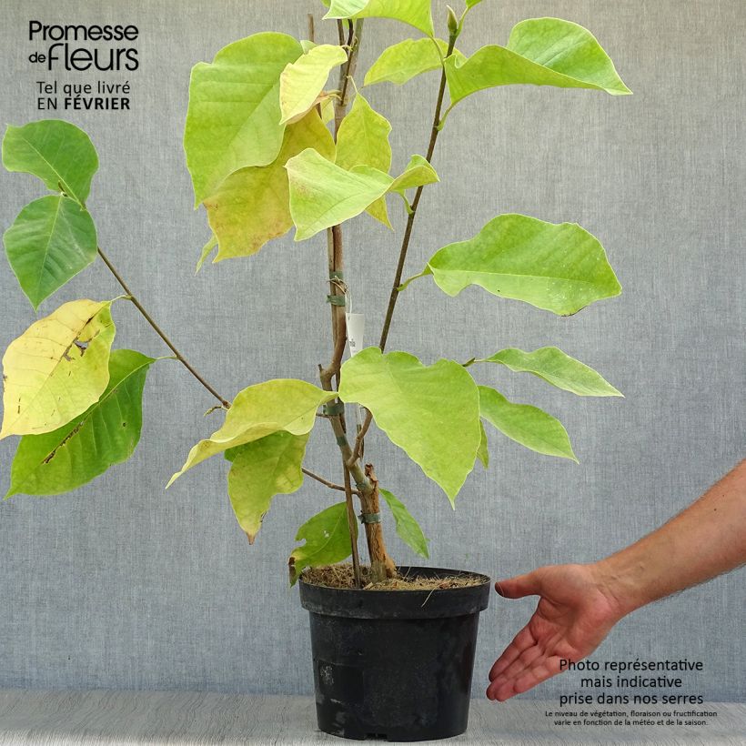 Magnolia brooklynensis Evamaria 4L/5L pot sample as delivered in autumn