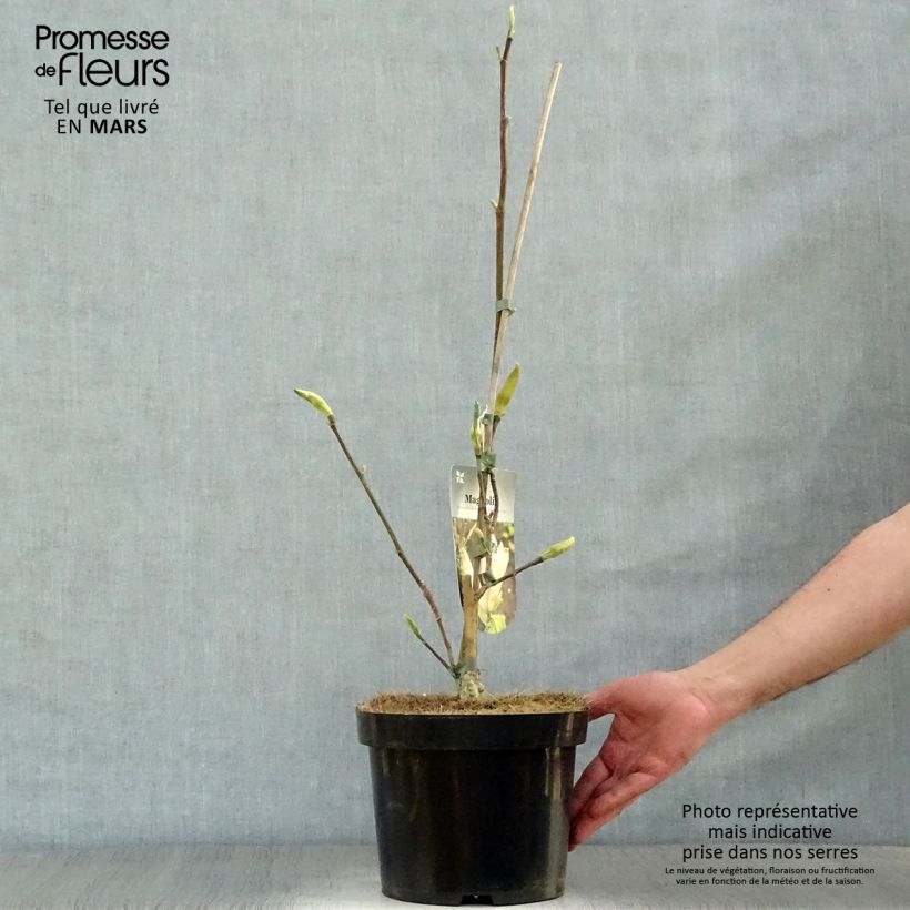 Magnolia brooklynensis Evamaria 4L/5L pot sample as delivered in spring