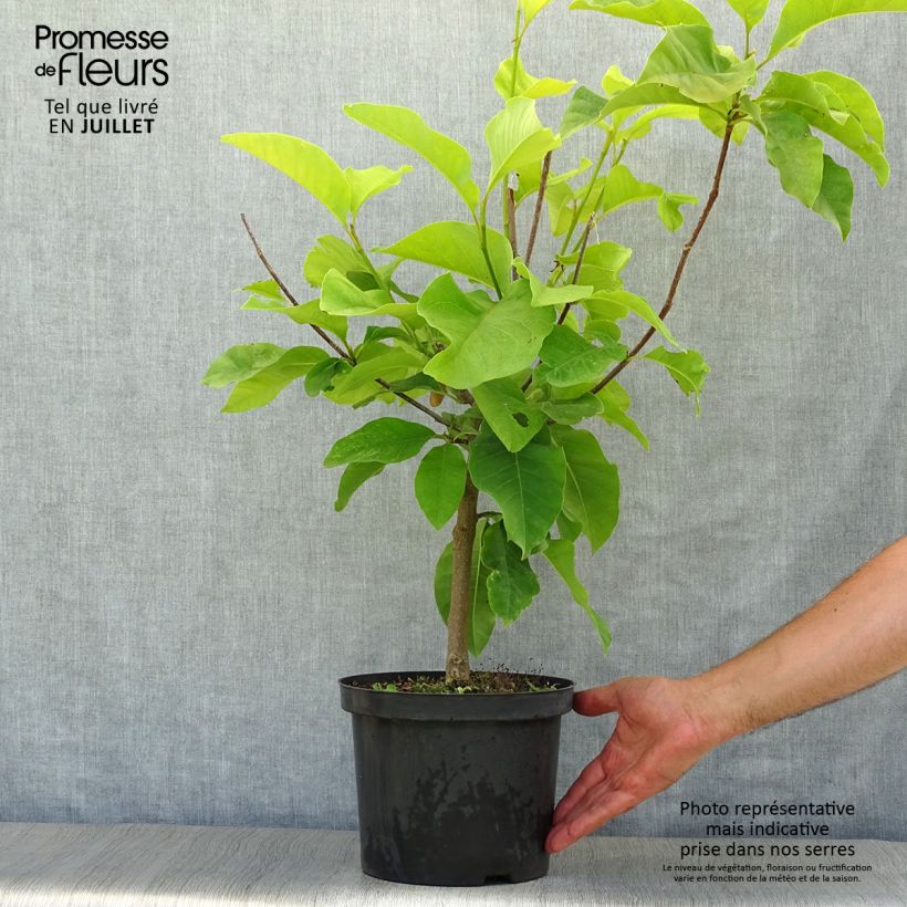 Magnolia x brooklynensis Yellow Bird 3L/4L pot sample as delivered in summer