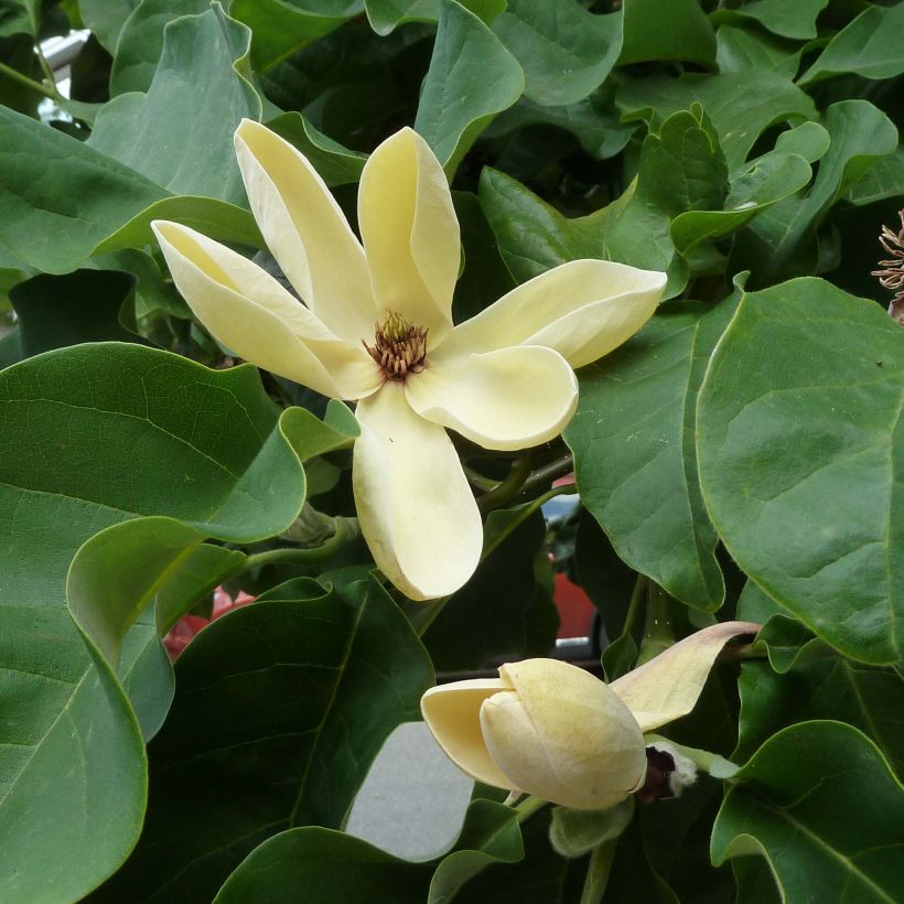 Magnolia x brooklynensis Yellow Bird (Flowering)
